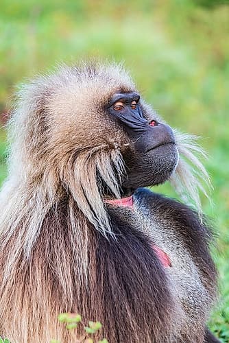 Ethiopia. North Gondar. Simien Mountains National Park. Lone male Gelada baboon. Art Print